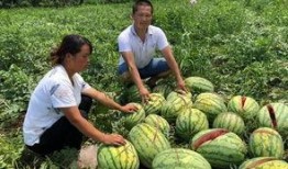 沂水吃瓜网红事件真相,真相背后的网络狂欢与反思